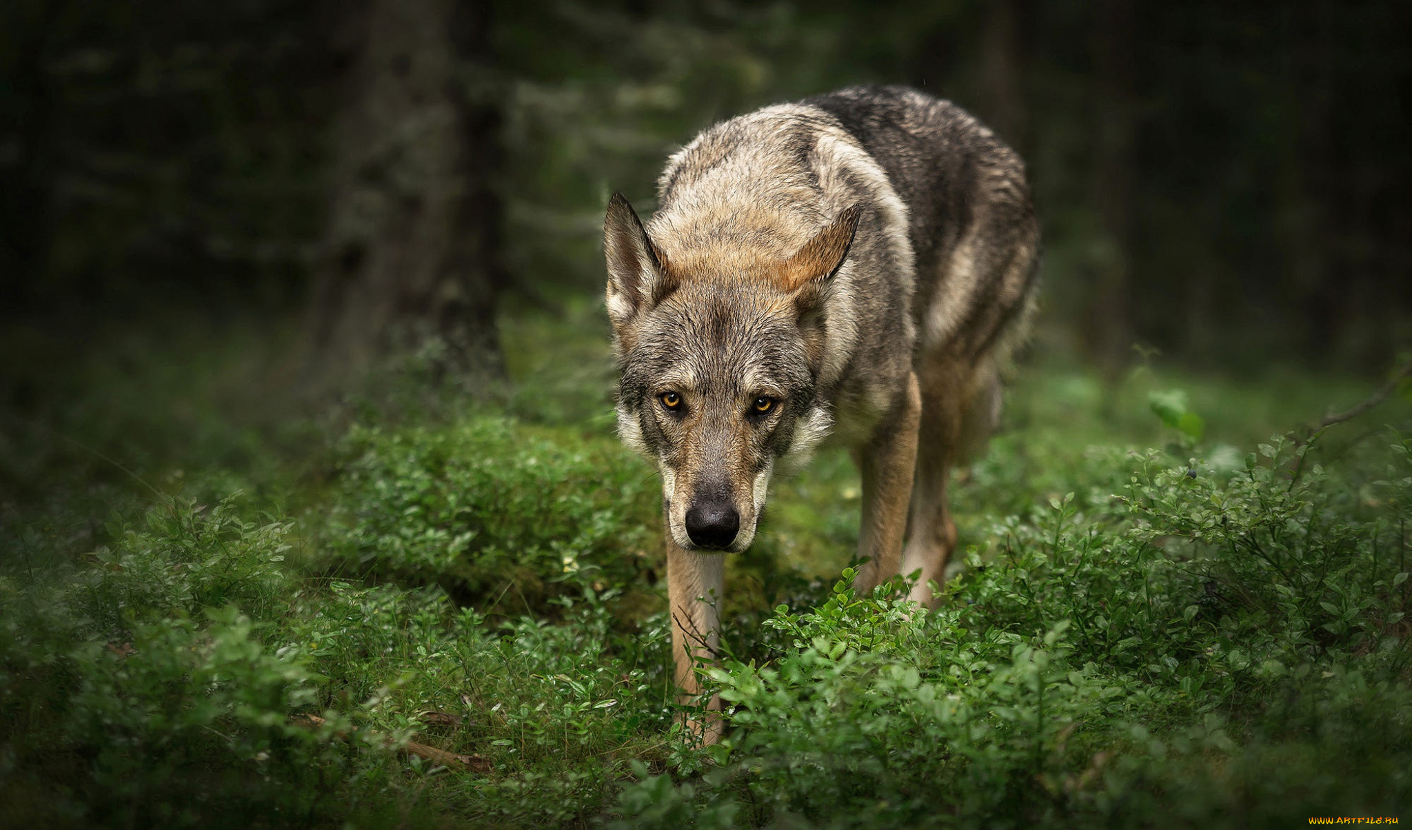 Волчья собака Сарлоса в лесу